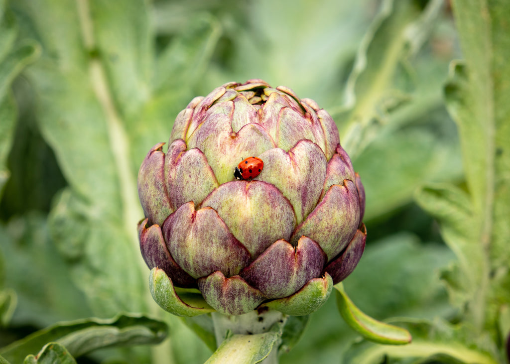 When and how to store harvested artichokes